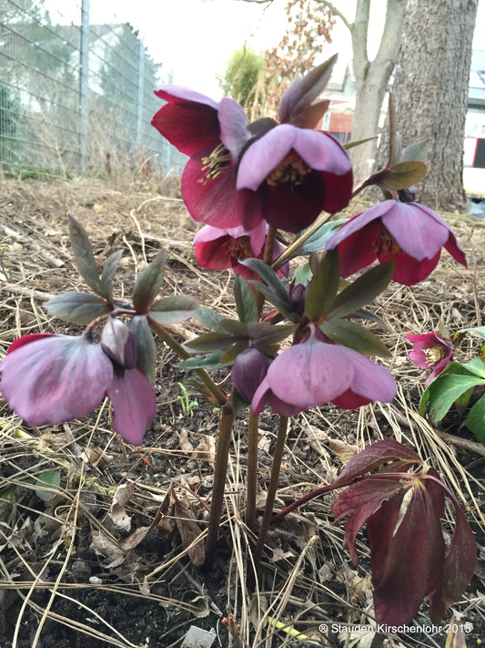 Helleborus x hybridus 'Luca'