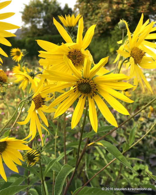 Helianthus 'O Sole Mio'