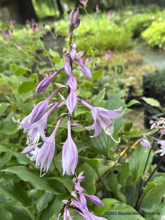 Hosta 'China Girl'