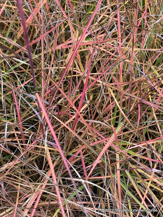 Miscanthus sinensis 'Ibiza' ®