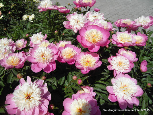 Paeonia 'Bowl of Beauty'