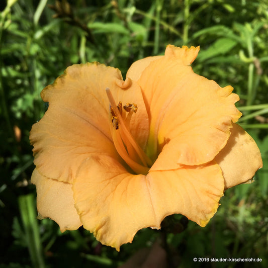 Hemerocallis 'Spacecoast Tiny Perfection'