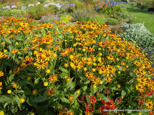 Helenium 'Rauchtopas'
