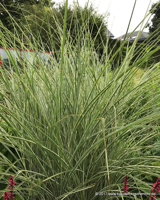 Miscanthus sinensis 'Variegatus'