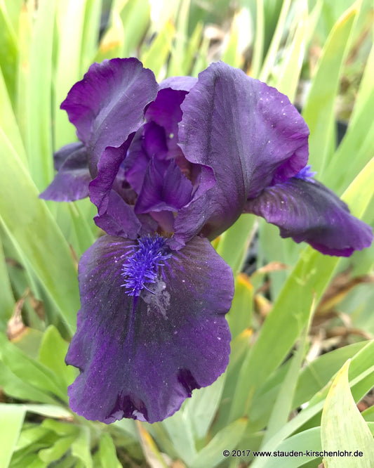 Iris barbata-nana 'Michael Paul'