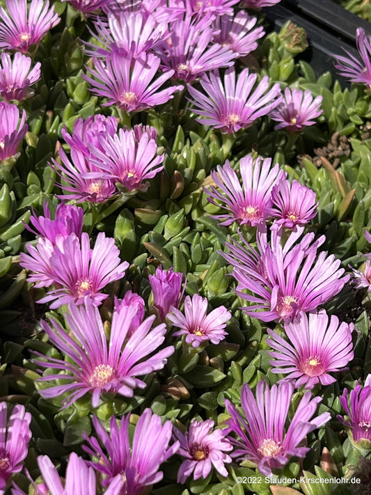 Delosperma 'Lavender'