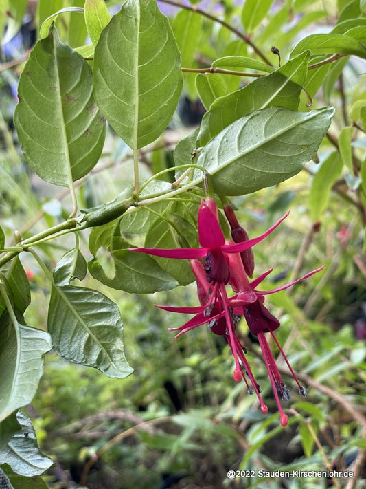 Fuchsia 'Floriade'