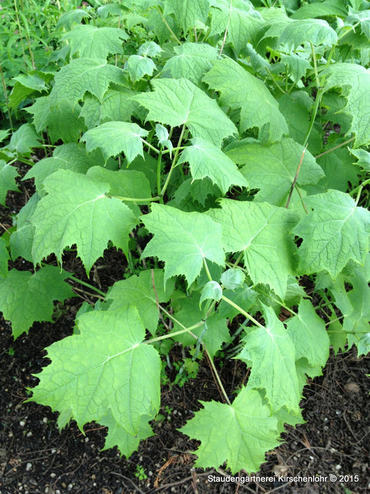 Kirengeshoma koreana