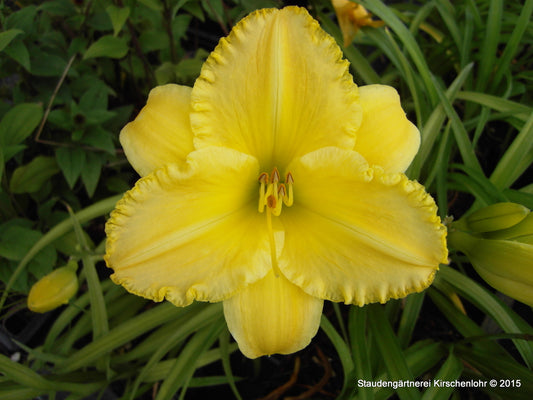 Hemerocallis 'Demetrius'