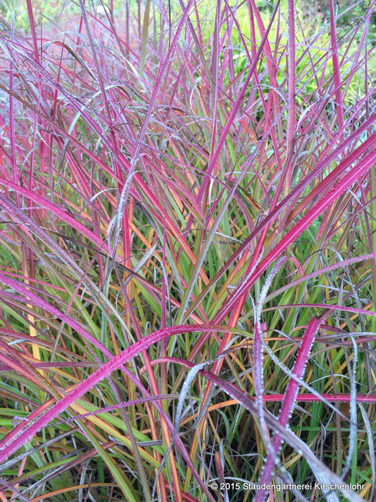Miscanthus sinensis 'Purple Fall' ®