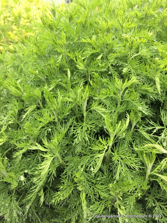 Artemisia abrotanum var. citratum