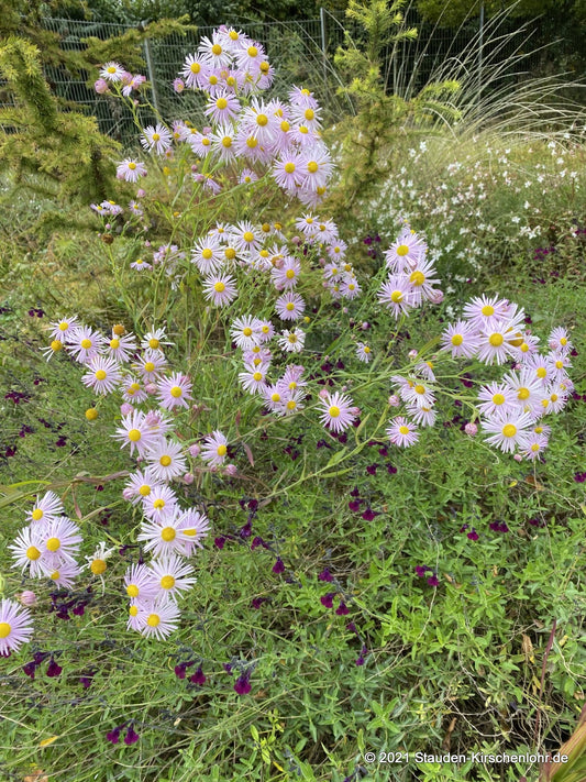 Boltonia decurrens 'Warrior´s Blush' ®