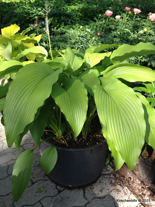 Hosta 'Jade Cascade'