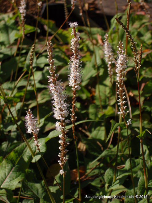 Bistorta amplexicaulis 'Album'