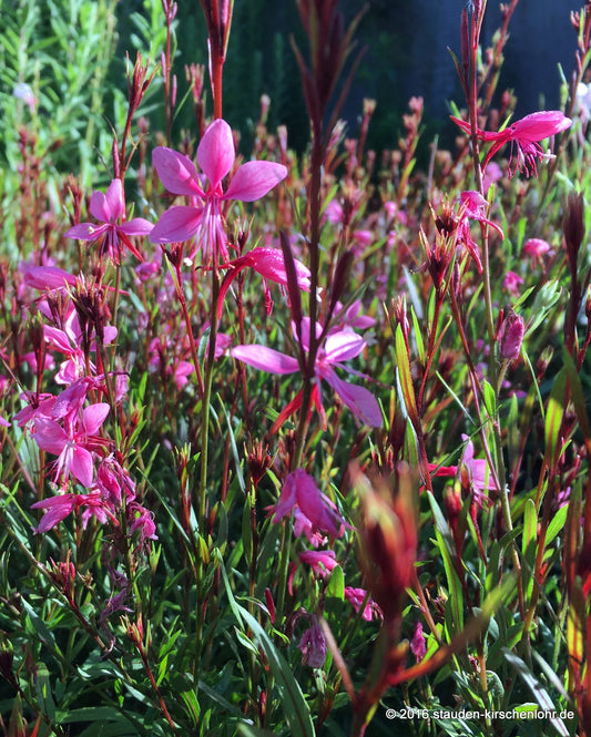 Oenothera lindheimeri 'Baby Butterfly Dark Pink'