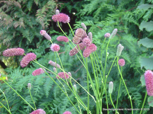 Sanguisorba poteriifolia