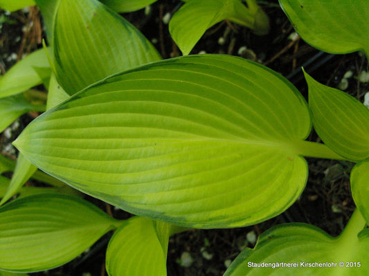 Hosta 'June Fever' ®