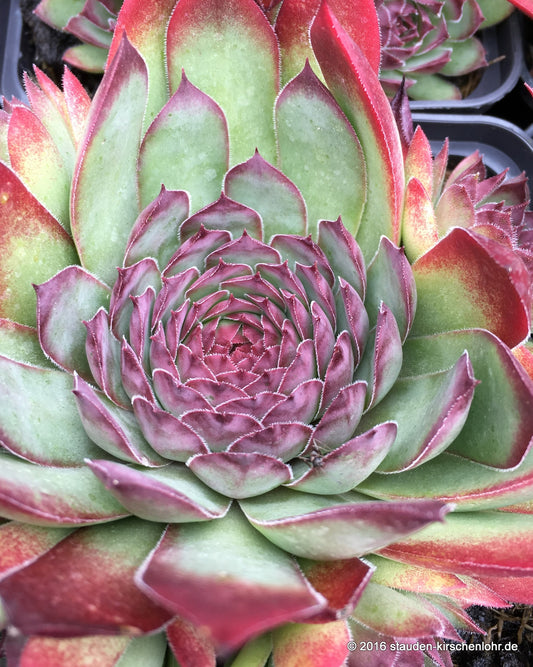 Sempervivum montanum