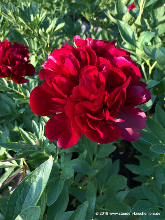 Paeonia 'Red Satin'