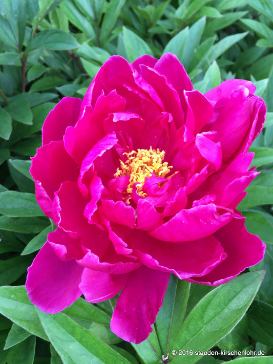 Paeonia 'Karl Rosenfield'