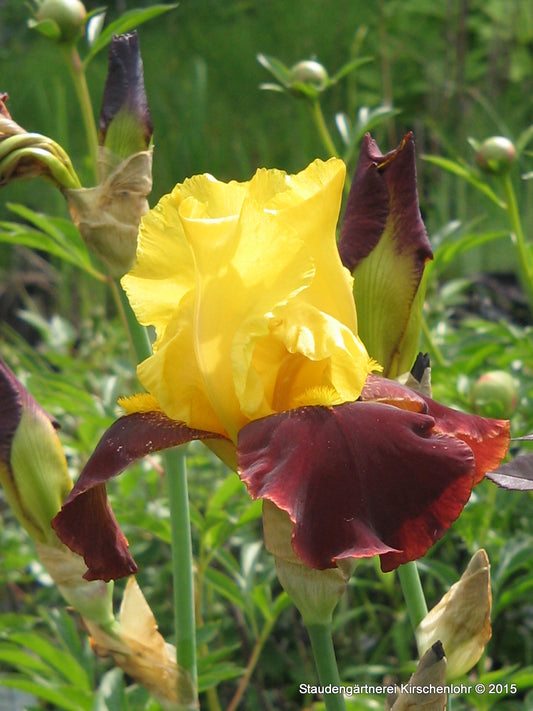 Iris barbata-elatior 'Andalou'