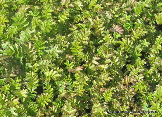 Acaena 'Breisgau'