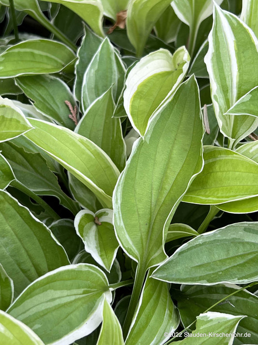 Hosta 'Iced Lemon'