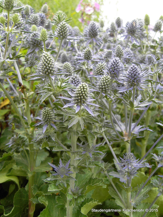 Eryngium 'Tiny Jackpot' ®