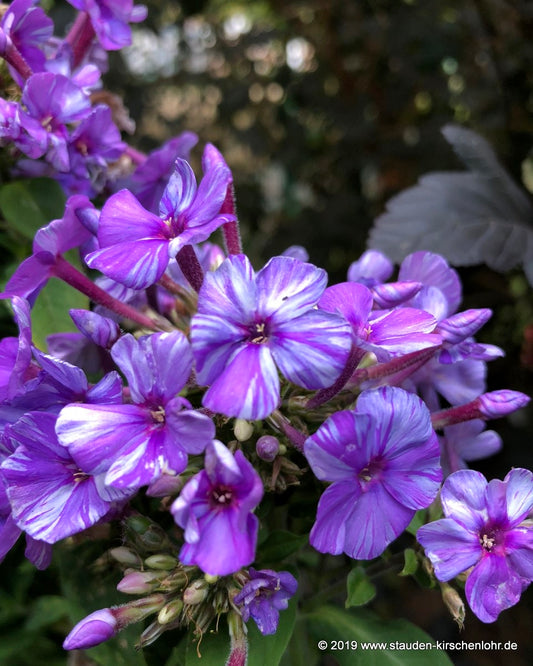 Phlox paniculata 'Absolut Gestreift'   NIS