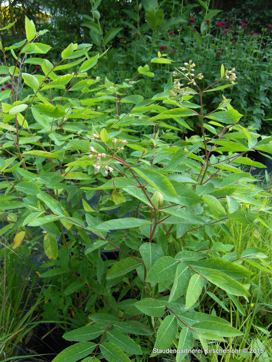 Apocynum androsaemifolium