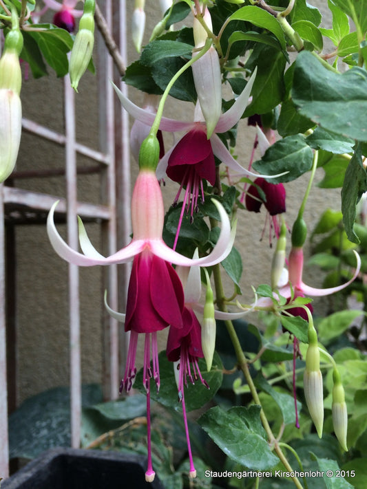 Fuchsia 'Delicate Blue'
