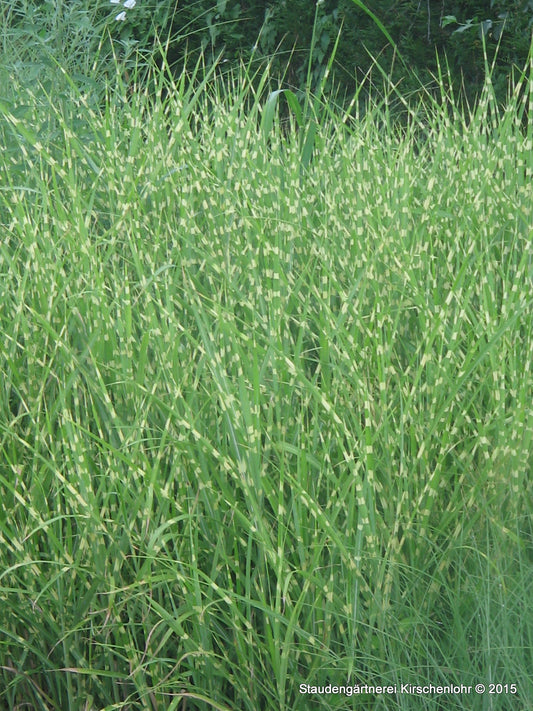 Miscanthus sinensis 'Strictus'