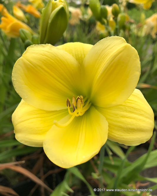 Hemerocallis 'Isaac'