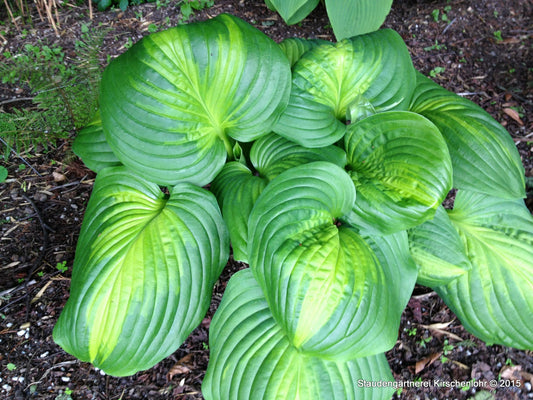 Hosta 'Cathedral Windows' ®