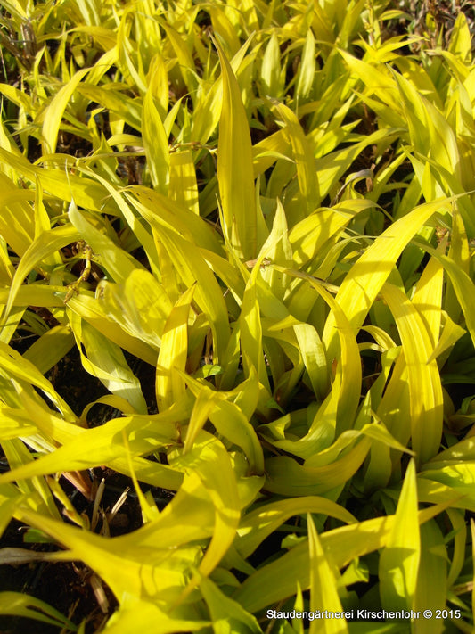 Carex siderosticta 'Lemon Zest' ®
