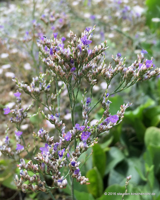 Limonium platyphyllum 'Violetta' (L. latifolium)