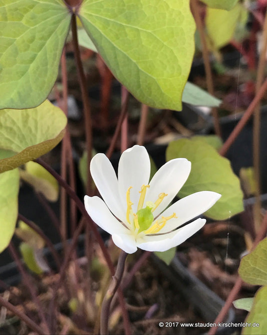 Jeffersonia diphylla