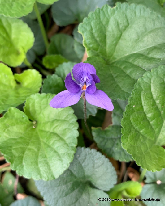 Viola odorata 'Königin Charlotte'