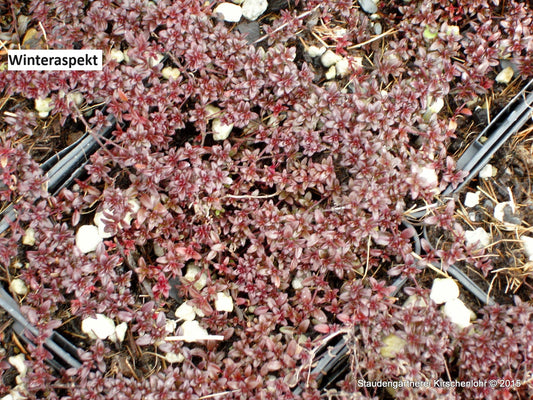 Thymus serpyllum 'Coccineus' (Coccineus Group)