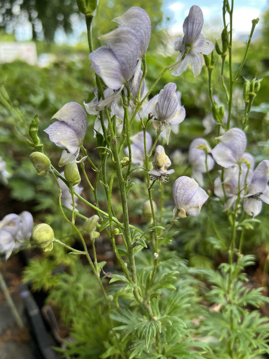 Aconitum 'Stainless Steel'