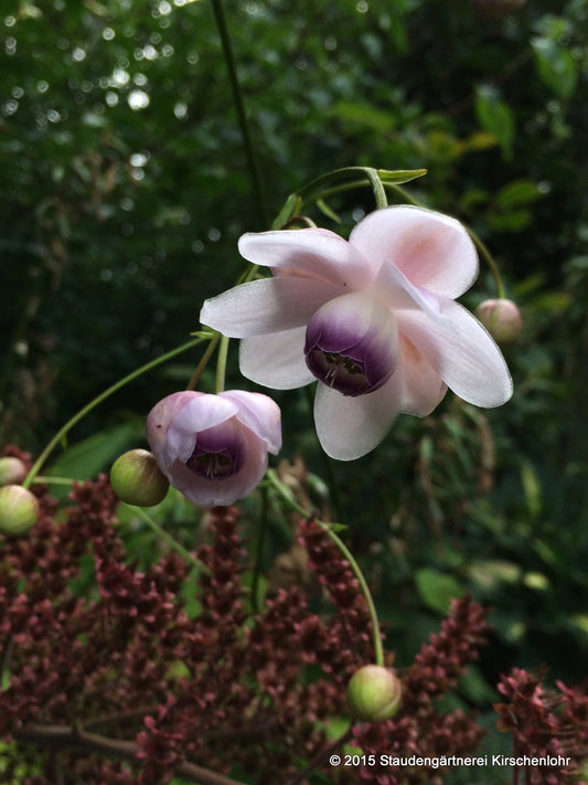 Anemonopsis macrophylla