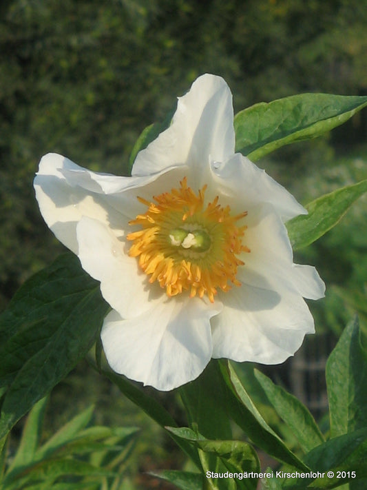 Paeonia 'White Innocence'