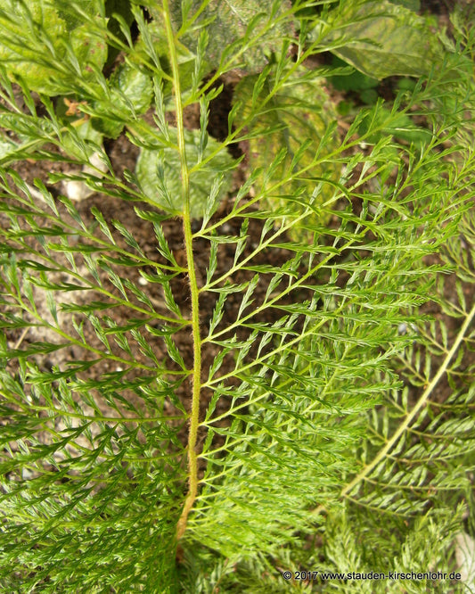 Polystichum setiferum