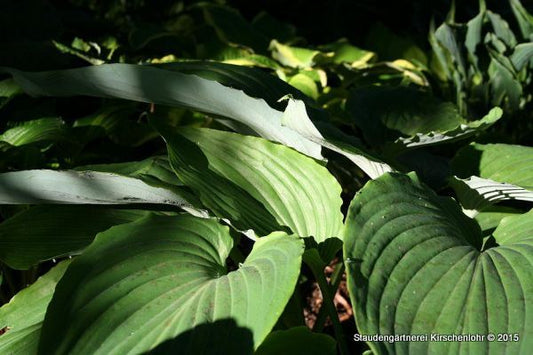 Hosta hypoleuca