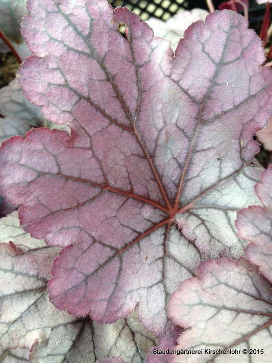 Heuchera 'Spellbound' ®