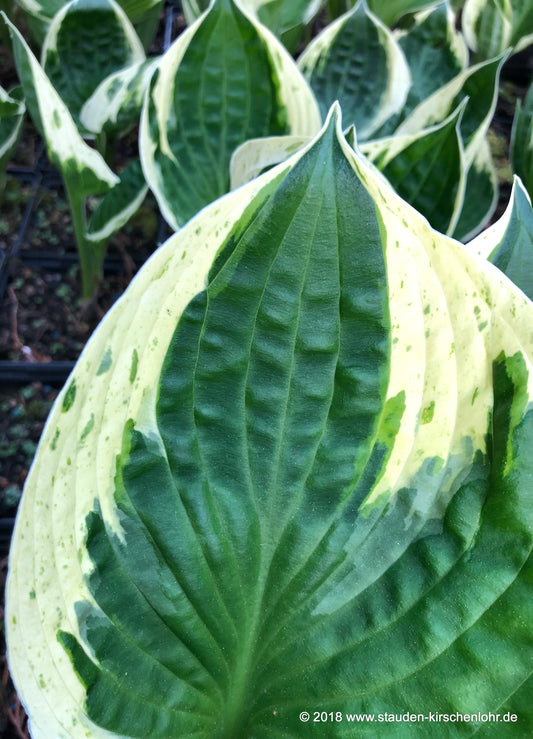 Hosta 'Independence' ®
