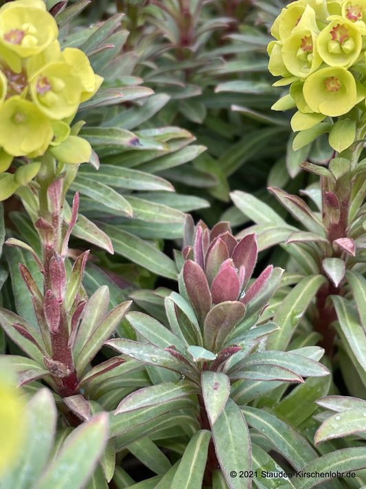Euphorbia x martinii 'Red Wings' ®