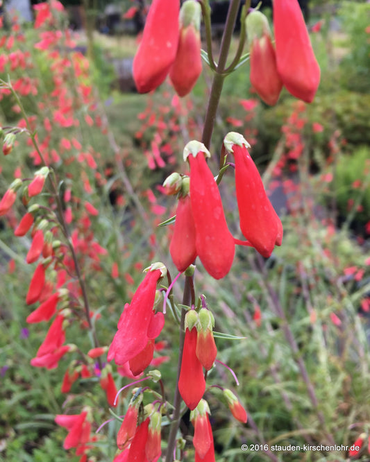 Penstemon barbatus 'Coccineus'