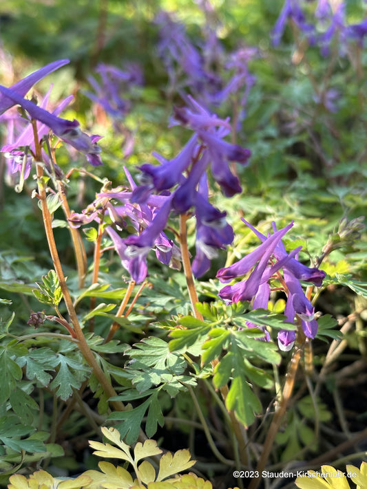 Corydalis shimienensis 'Blackberry Wine' ®