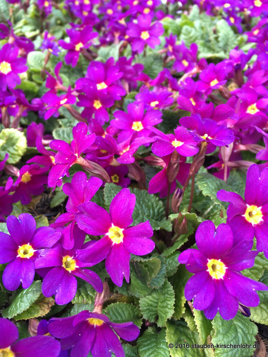 Primula (Pruhonicensis-Group) 'Wanda'